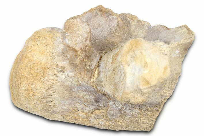 Fossil Mosasaur (Tylosaurus?) Vertebra - Kansas #382068